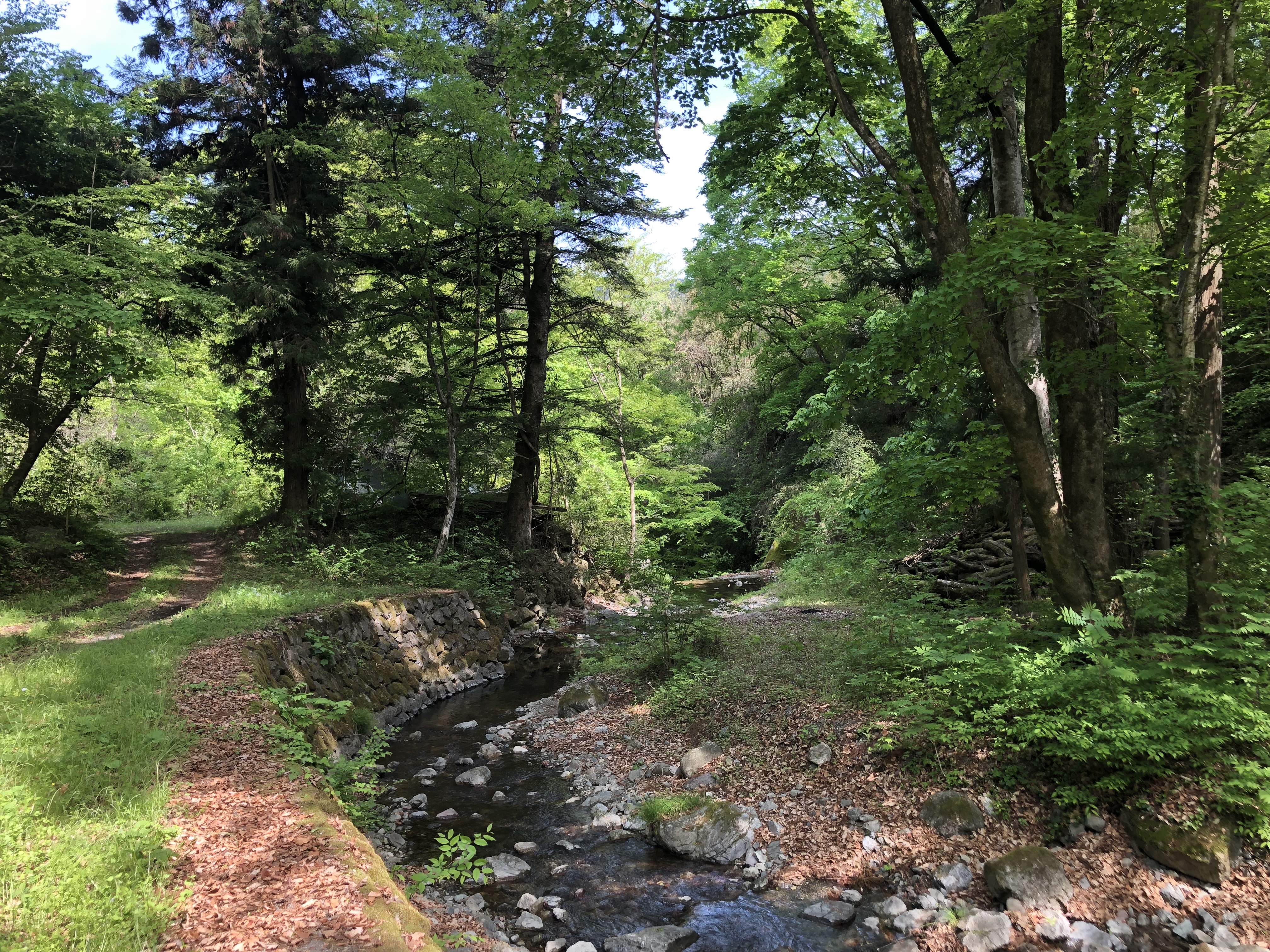 秩父の木立