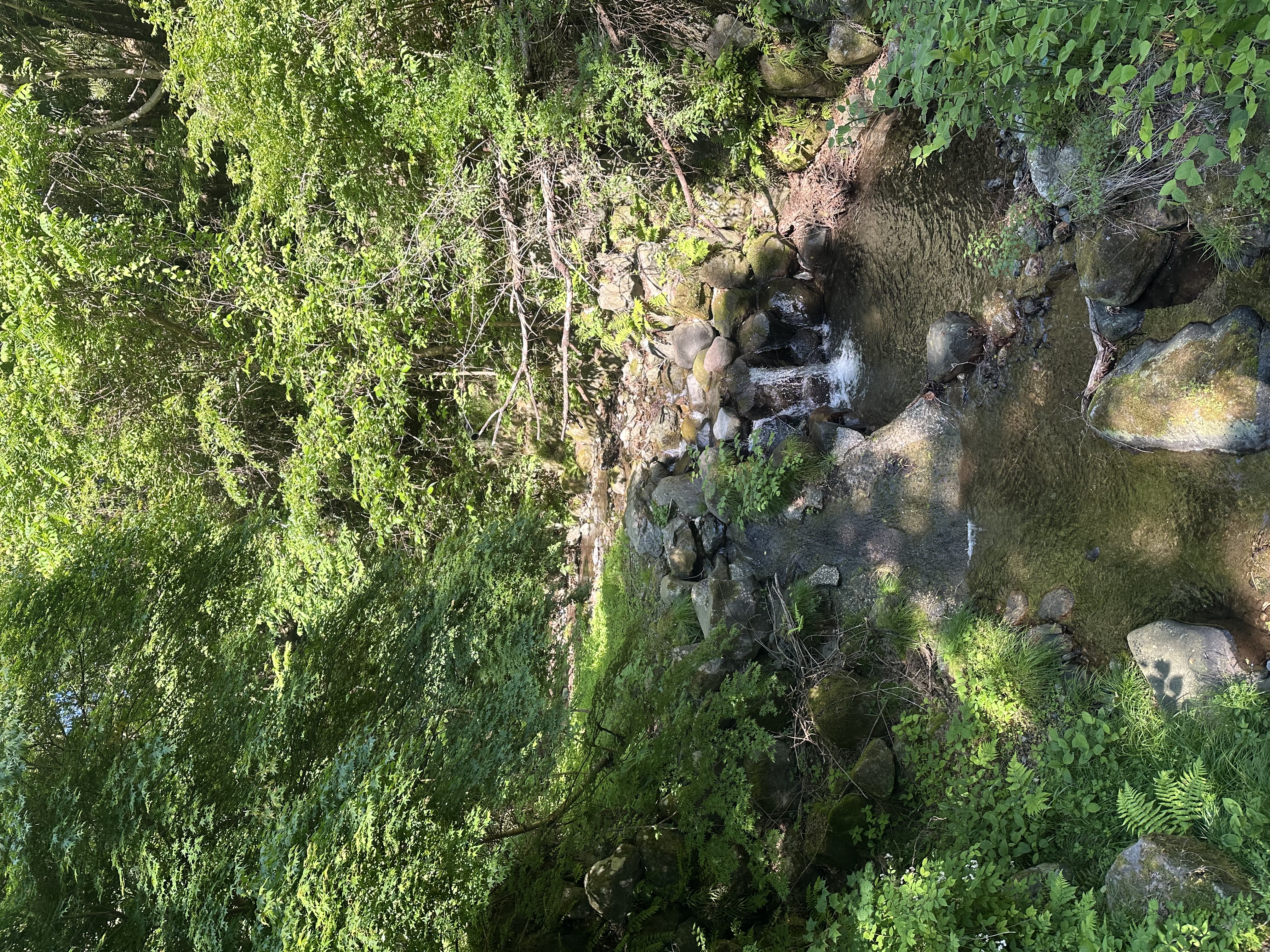 苔むした岩と渓流